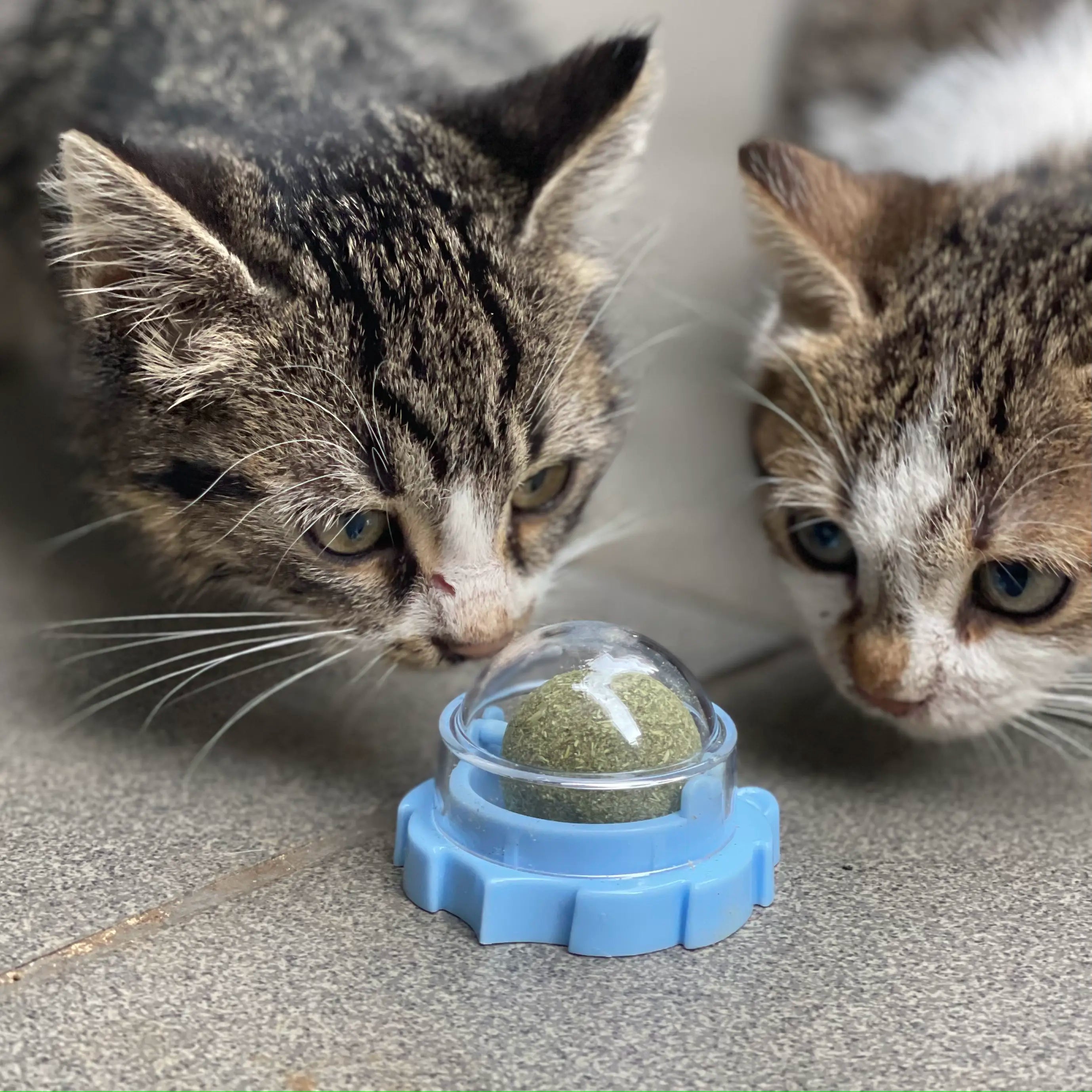 Catnip Ball Toy